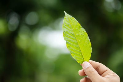 Close-up of hand holding leaf