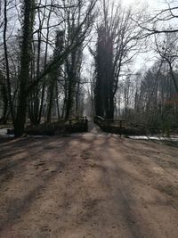 Bare trees in forest against sky