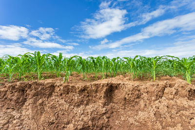 Plants growing on field against sky