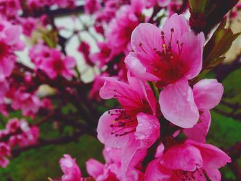 Close-up of pink flower