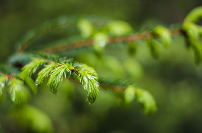 Close-up of pine tree