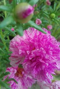 Close-up of pink flowering plant