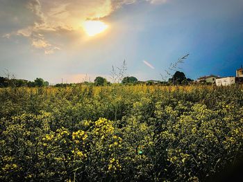 Yellow flowering plants on field against sky
