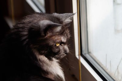 Close-up of cat at home