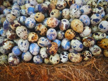 Close-up of quail eggs