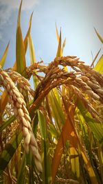 Close-up of wheat plant against sky
