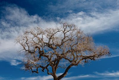 Low angle view of bare tree against blue sky