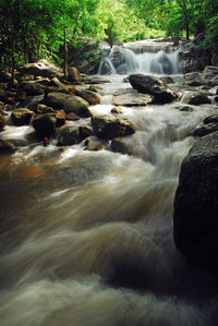 River flowing through forest