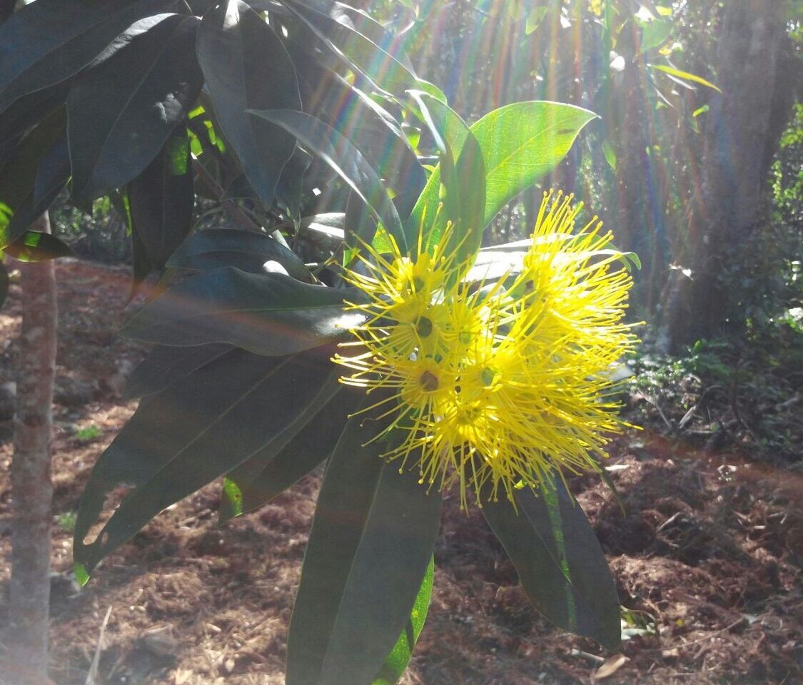 CLOSE-UP OF YELLOW FLOWER BLOOMING