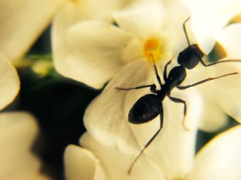 Close-up of bee pollinating on white flower