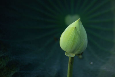 Close-up of lily blooming outdoors