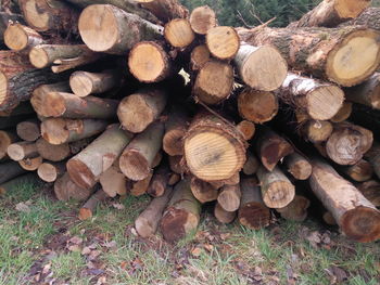 Stack of firewood