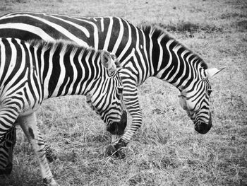 Close-up of zebra grazing on field