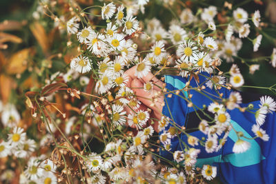 Close-up of flowering plant