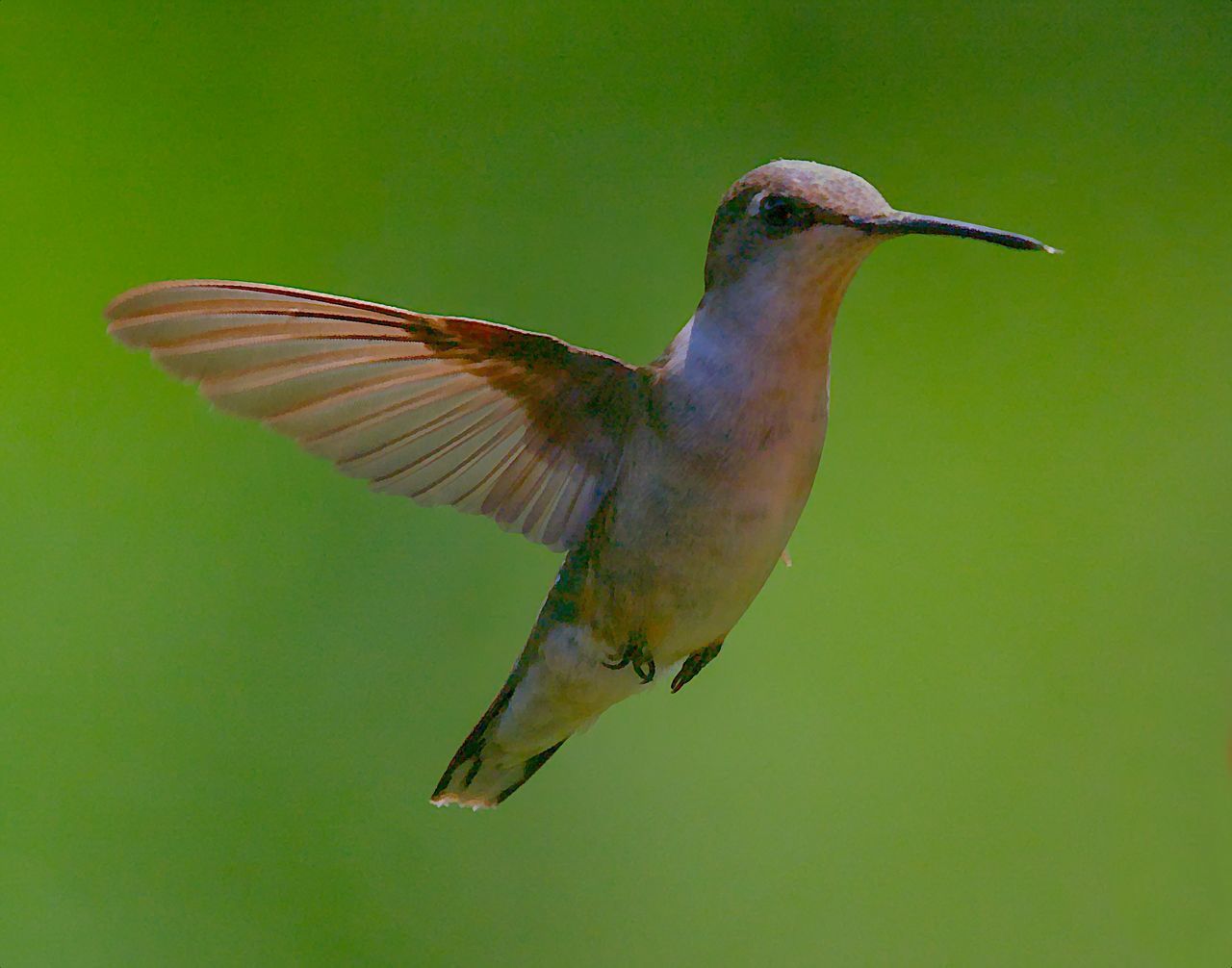 CLOSE-UP OF A BIRD