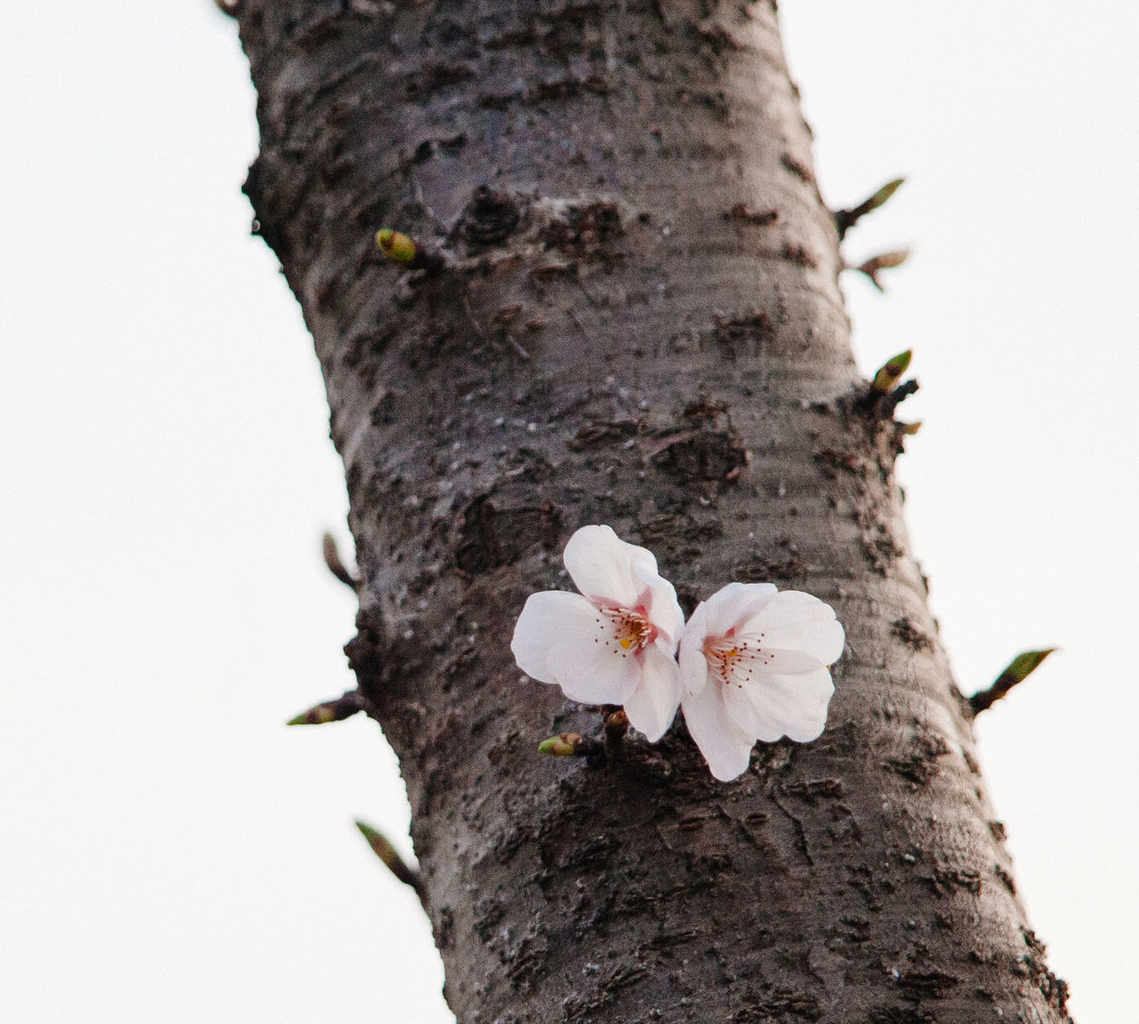 CLOSE-UP OF FRESH WHITE FLOWER WITH TREE TRUNK