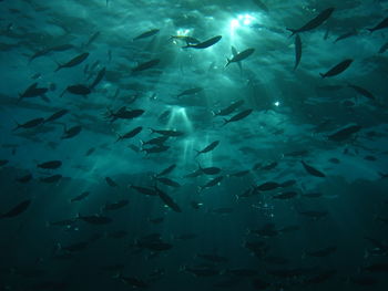 Fishes swimming in sea