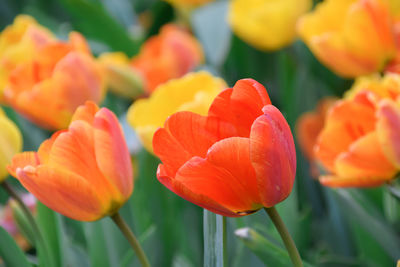 Close-up of orange tulips on field