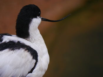 Close-up of bird