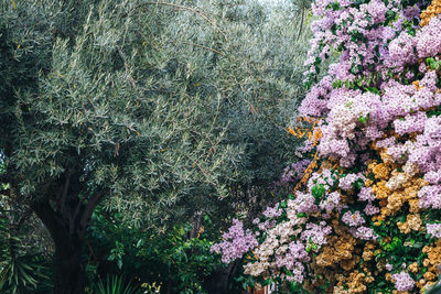 High angle view of purple flowering plants