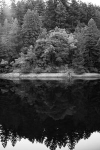 Reflection of trees in lake