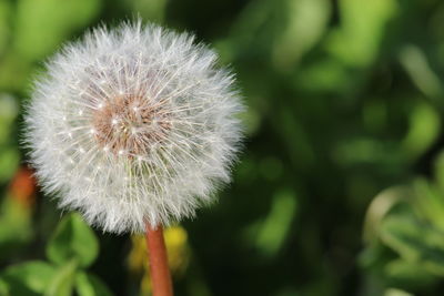 Close-up of dandelion flower