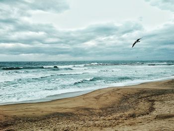 View of birds flying over beach