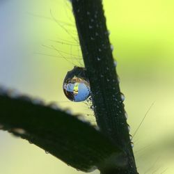 Close-up of spider on web