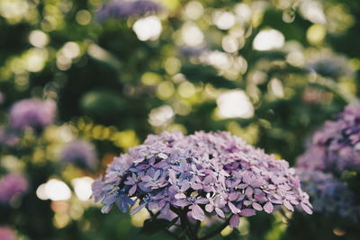 Close-up of purple flowering plant