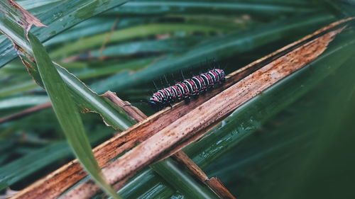 Close-up of caterpillar on wet leaf