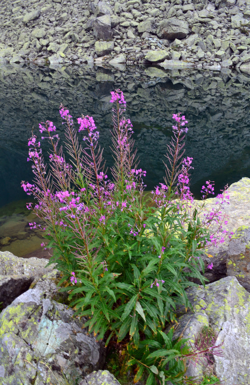 HIGH ANGLE VIEW OF PINK FLOWERING PLANT BY ROCKS