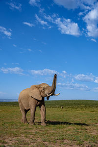 Elephants on field against sky