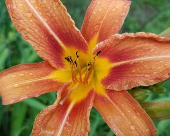 Close-up of raindrops on orange day lily