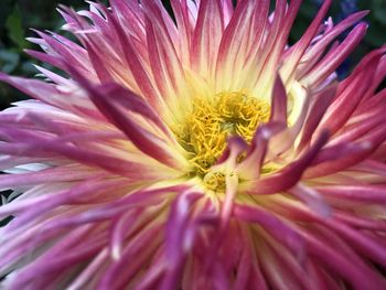 Close-up of pink flower