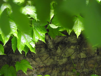 Close-up of leaves in forest