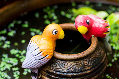 Close-up of a duck