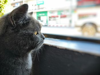 Close-up of a cat looking away