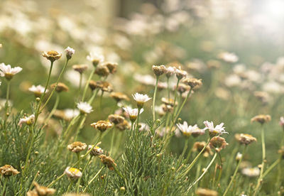 Close-up of flowering plant on field