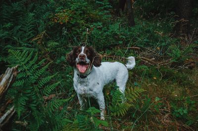 Dog standing against plants