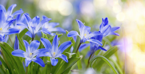 Close-up of purple flowering plants