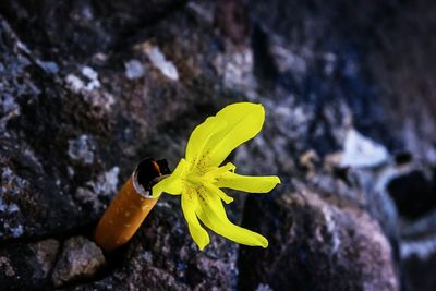 Close-up of yellow flower on rock