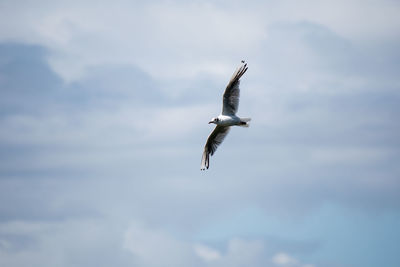 Low angle view of bird flying against sky