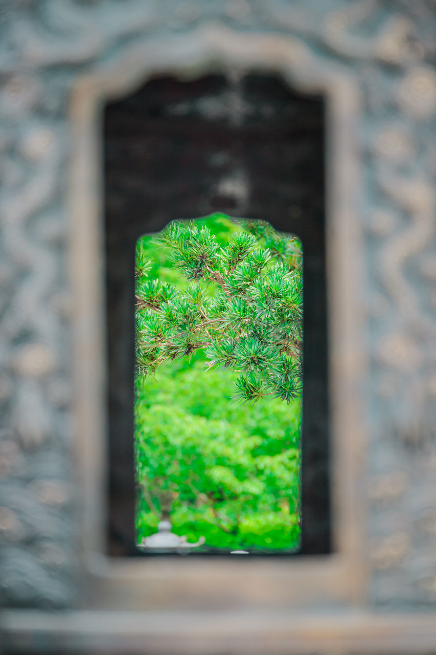 CLOSE-UP OF PLANTS AGAINST WALL