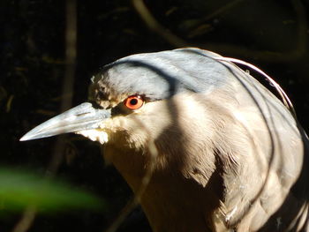 Close-up of bird