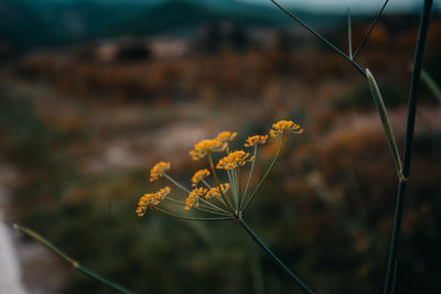 Close-up of yellow flowering plant on field