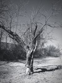 Bare trees against sky