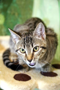 Close-up portrait of cat