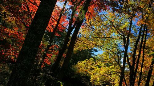 Low angle view of trees in forest