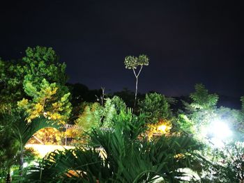 Low angle view of trees against sky at night