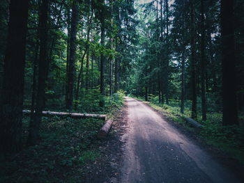 Road amidst trees in forest